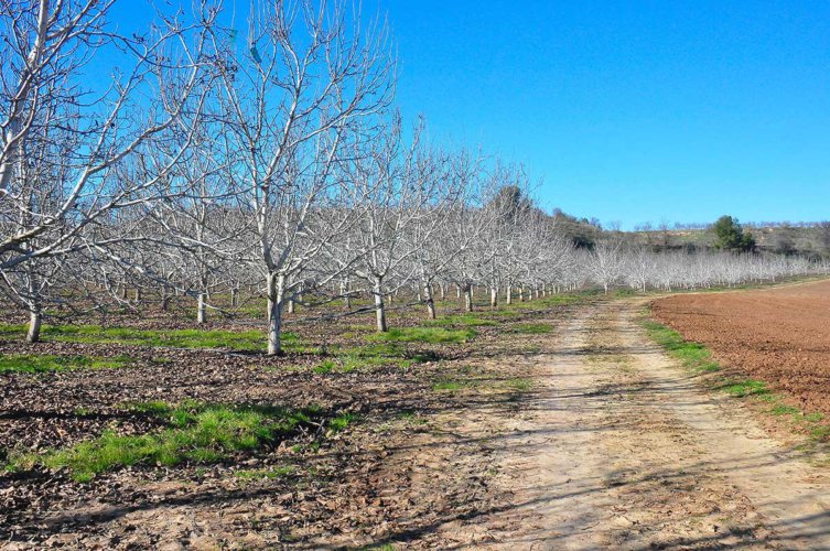 nueces-medio-tajo2