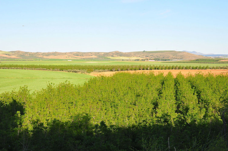 nueces-medio-tajo7